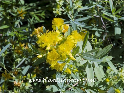 The foliage of Hypericum Blue Velvet lives up to it's name. The center tuft of the flower is made up of many stamen (male flower parts). (July 27)